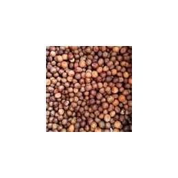 CARPECONNECT POIS D ERABLE 1 KG