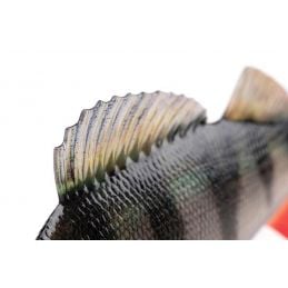 Fox Rage Realistic Perch Replicant 10cm 19gr