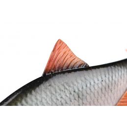 Fox Rage Realistic Roach Replicant 14cm 45gr