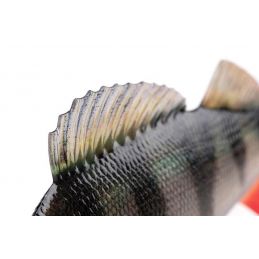 Fox Rage Realistic Perch Replicant 18cm 100gr