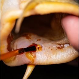 Pro Elite Baits MEDICARP ANTISEPTICO PRO ELITE BAITS- ANTIBACTERIAL PINCEAU