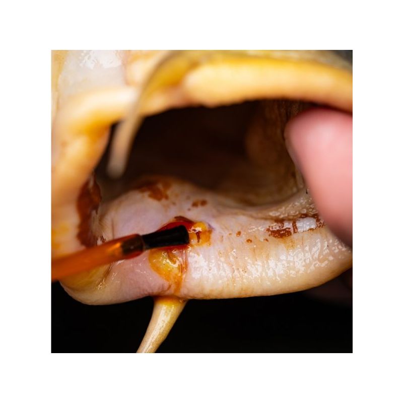 Pro Elite Baits MEDICARP ANTISEPTICO PRO ELITE BAITS- ANTIBACTERIAL PINCEAU