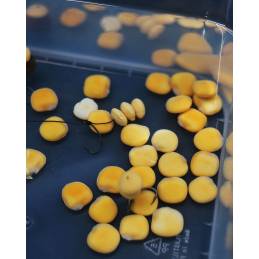 Rok Lupin Seeds Sinking x12 Graines Coulantes pour la Pêche de la Carpe | CarpeConnect