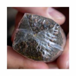 Avid Carp Transfer Solid PVA Bag X-Small - Sac PVA carpe