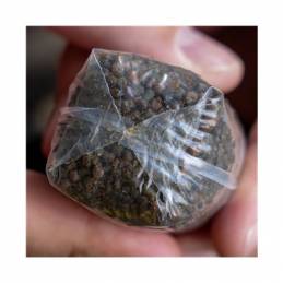 Avid Carp Transfer Solid PVA Bag Medium - Sac PVA carpe