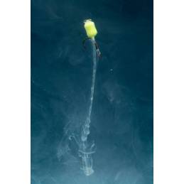 Milo Fortress Zig Rig 100 m 0.24 mm | Nylon Zig Rig Carpe Haute Discrétion | CarpeConnect